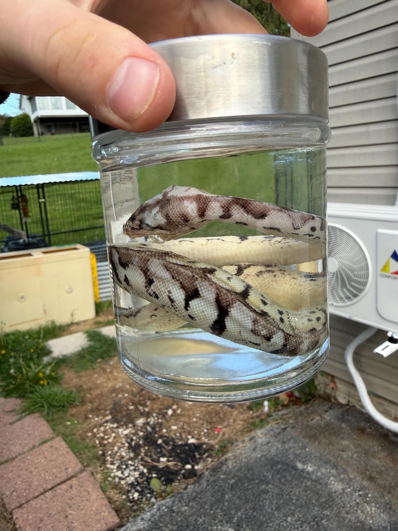 以下が含まれることがあります： 銀色の蓋が付いた透明なガラス瓶に、液体に浸かった2匹のヘビが入っています。ヘビは茶色とクリーム色の模様です。瓶は人の手で持たれており、背景はぼやけています。