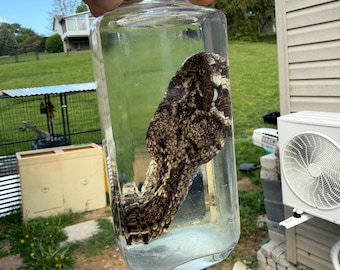 RATTLESNAKE HEAD WET Specimen