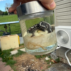 BALL PYTHON WET Specimen bild 1