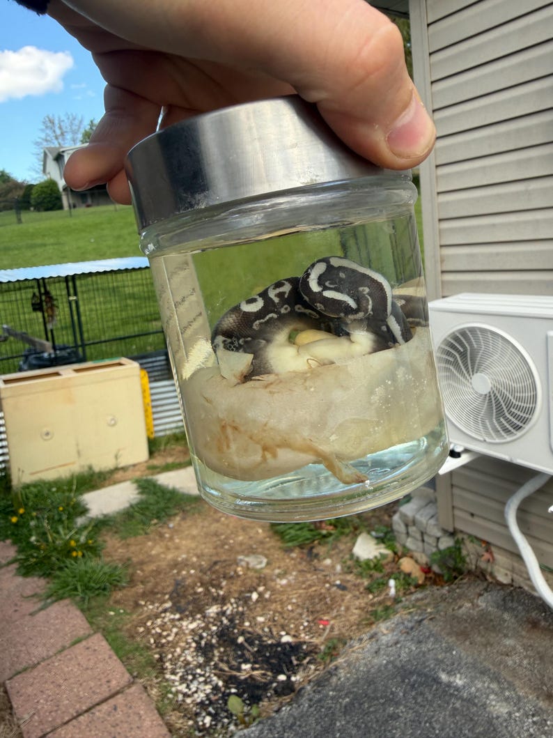 BALL PYTHON WET Specimen bild 1