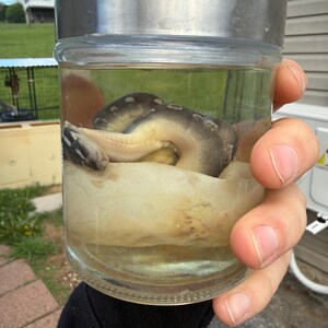 BALL PYTHON WET Specimen bild 3