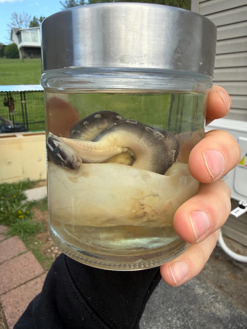 BALL PYTHON WET Specimen bild 3