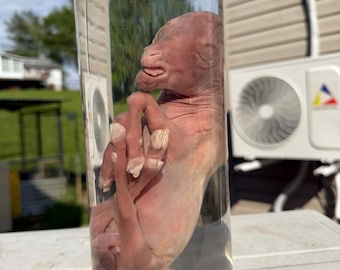 LAMB WET SPECIMEN