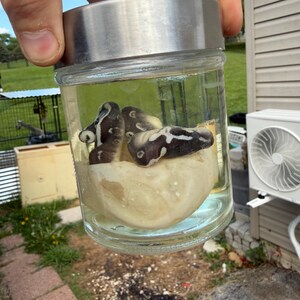 BALL PYTHON WET Specimen bild 2