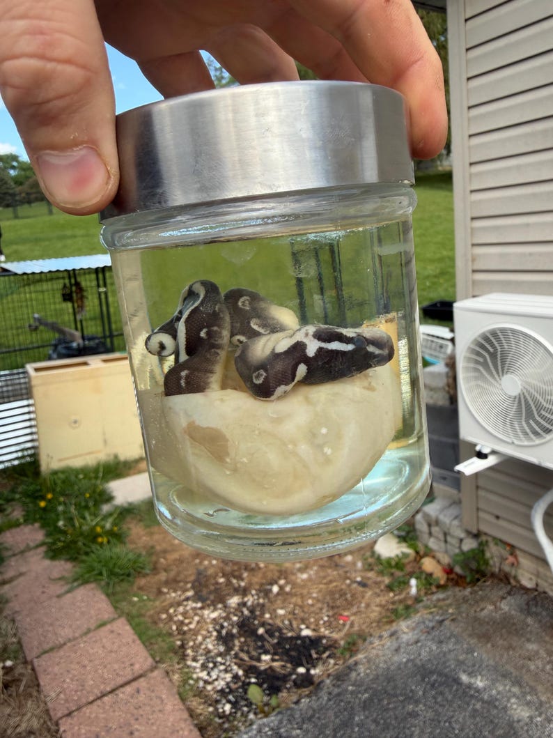 BALL PYTHON WET Specimen bild 2