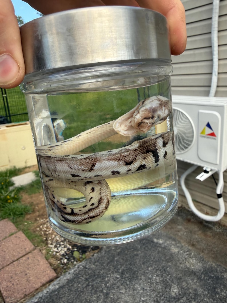 以下が含まれることがあります： クリーム色と茶色の模様のヘビが、銀色の蓋が付いた透明なガラス瓶の中に丸まっています。瓶には透明な液体が入っています。ヘビの頭が瓶の上部近くに見えます。