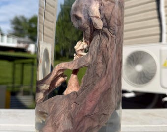 LAMB WET SPECIMEN