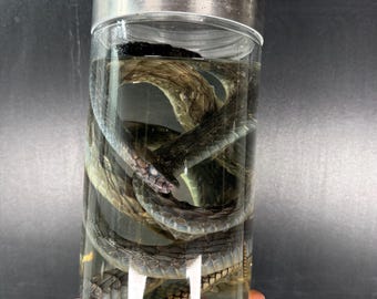 GREEN MAMBA WET Specimen