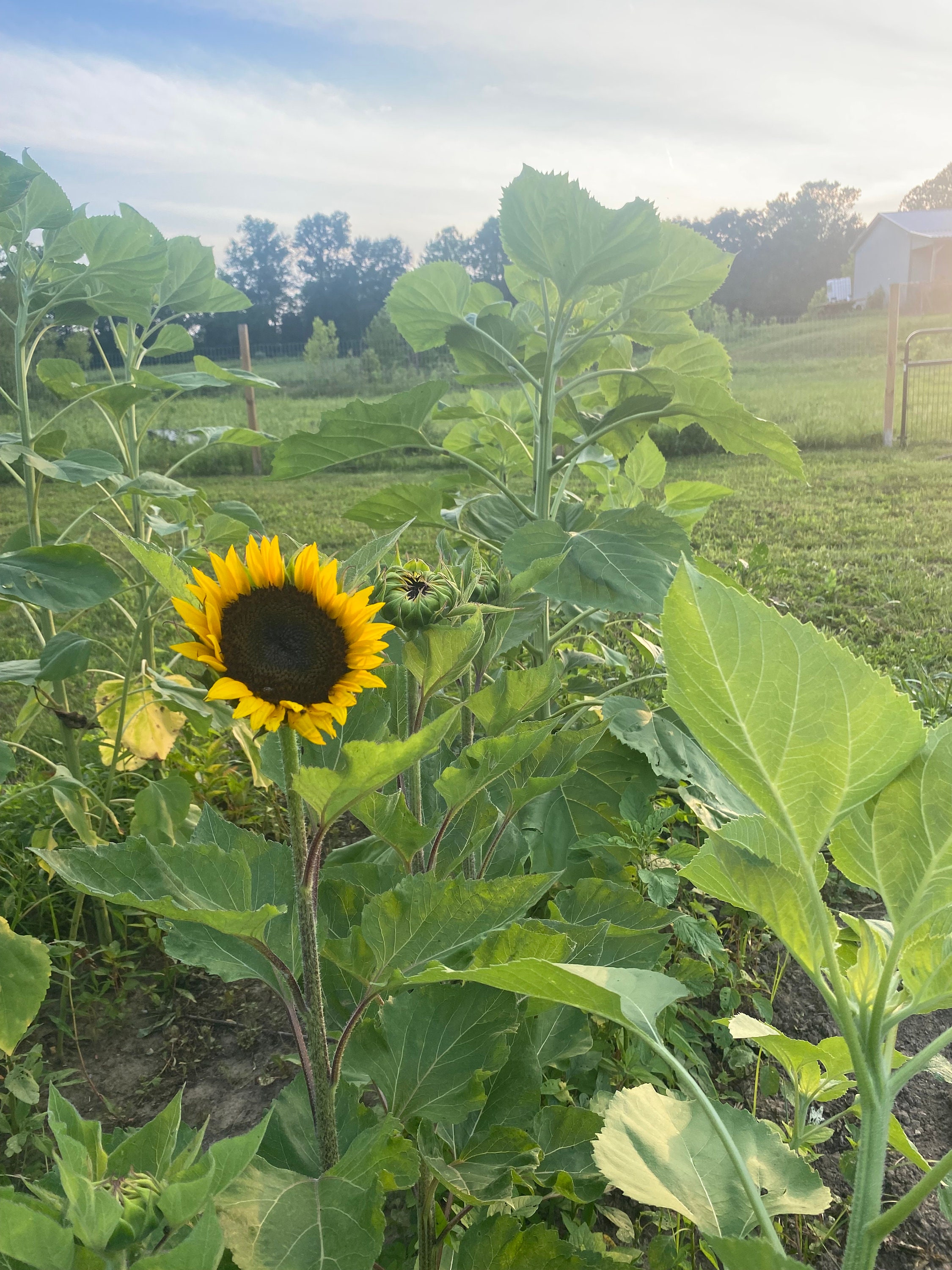200 Giant aoth Sunflower Seeds (Gray Stripes
