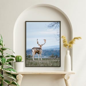 Hirsch Digitaler Print – Rustikale Tierfotografie | Wald & Natur Wandkunst | Bauernhaus-Dekor | Rentier Druck zum Download