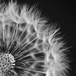 Dandelion Locket Necklace, Black and White Locket, Photography Locket, Dream Locket, Grandmother Gift, Eco Friendly, Polarity, Houseof6Cats image 4