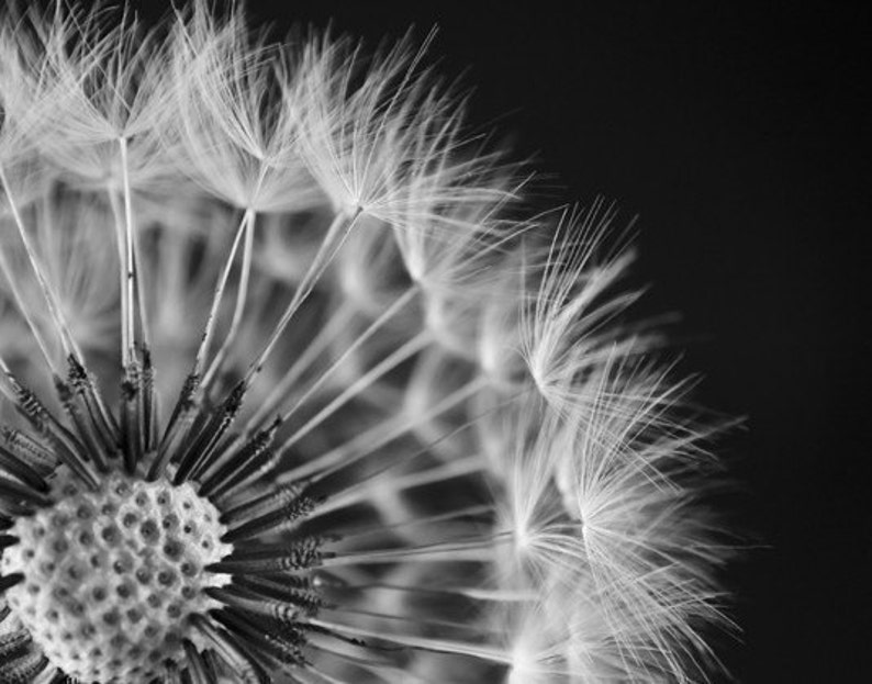 Dandelion Locket Necklace, Black and White Locket, Photography Locket, Dream Locket, Grandmother Gift, Eco Friendly, Polarity, Houseof6Cats image 4