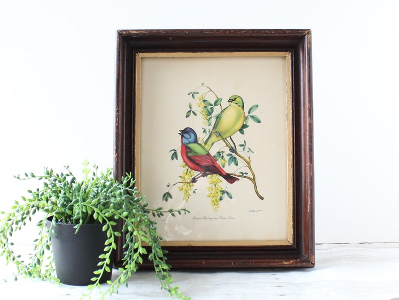 Vintage Framed Bird Lithograph Print / Painted Bunting and Etsy