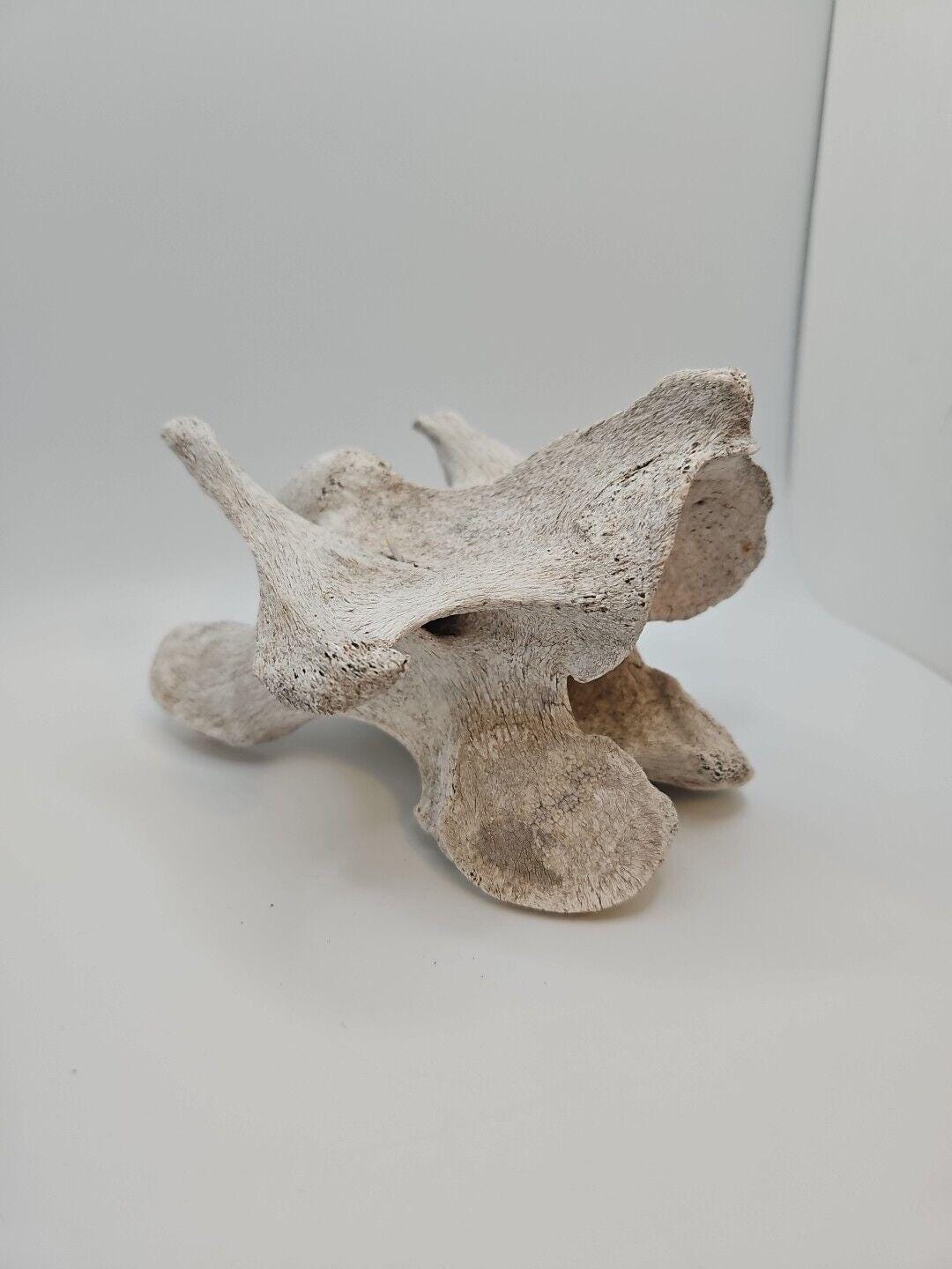 高品質！ミニチュアホースの全身骨格標本