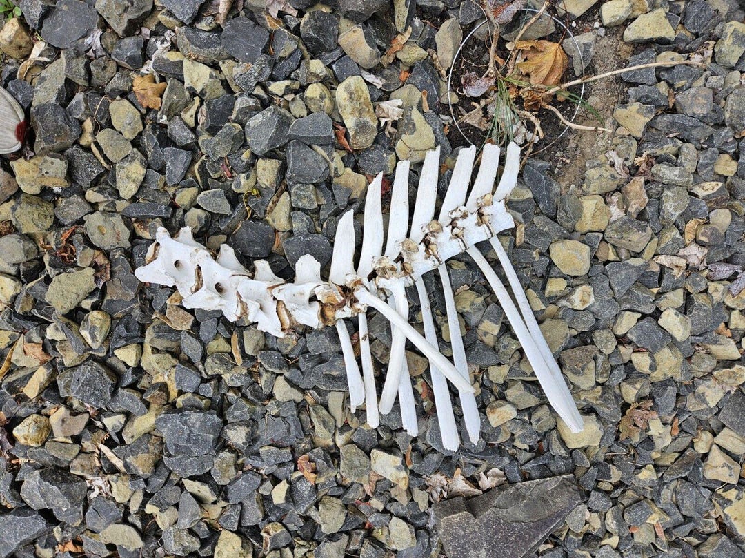 RARE Large WILD Horse Vertibrae & Rib Bones Ribs Washington State ...