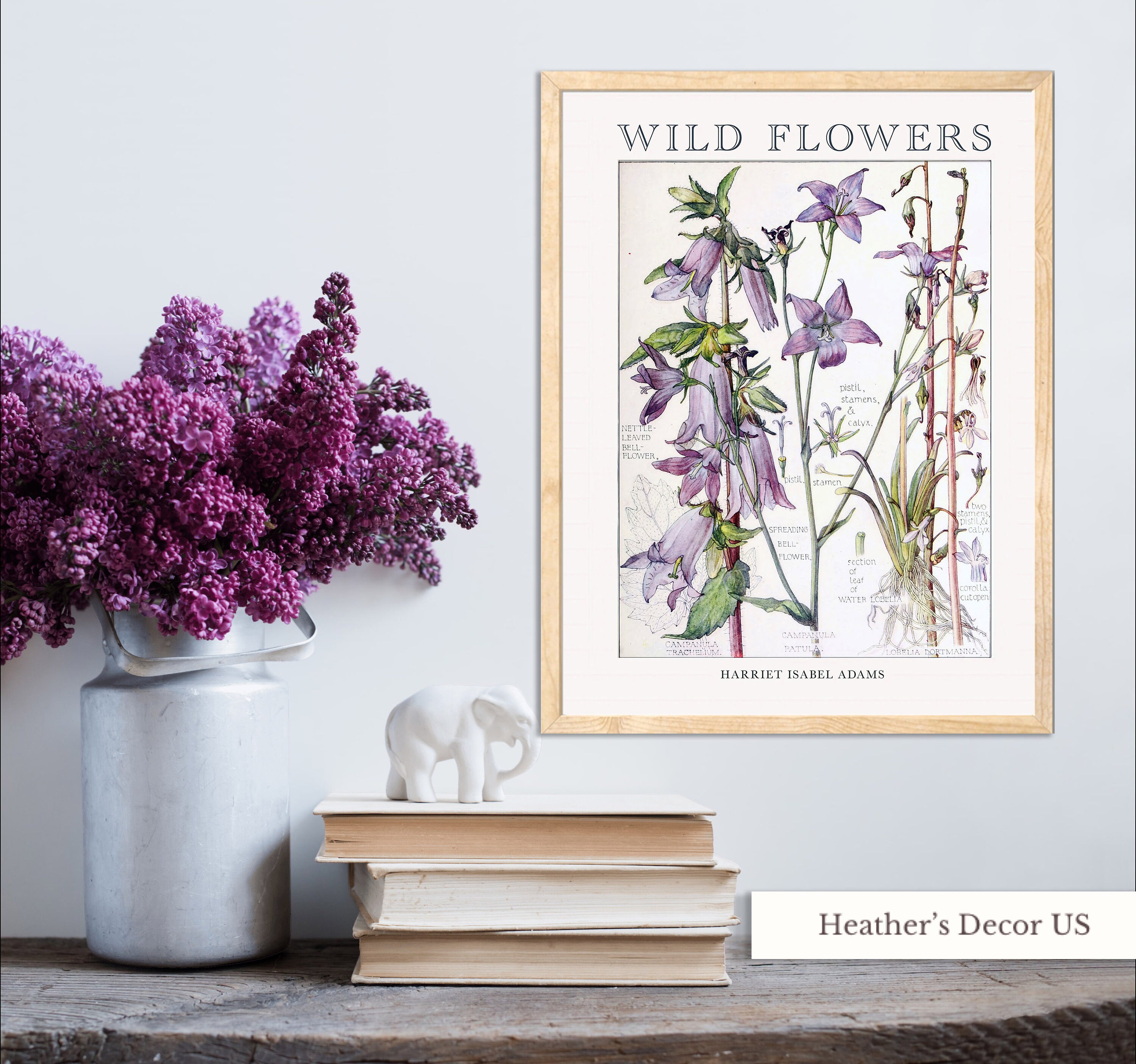1867 Antique Botanical Engraving With Lady Flower