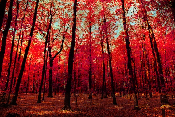Autumn Photography Red Autumn Leaves Scarlet Ruby Red Maple Etsy