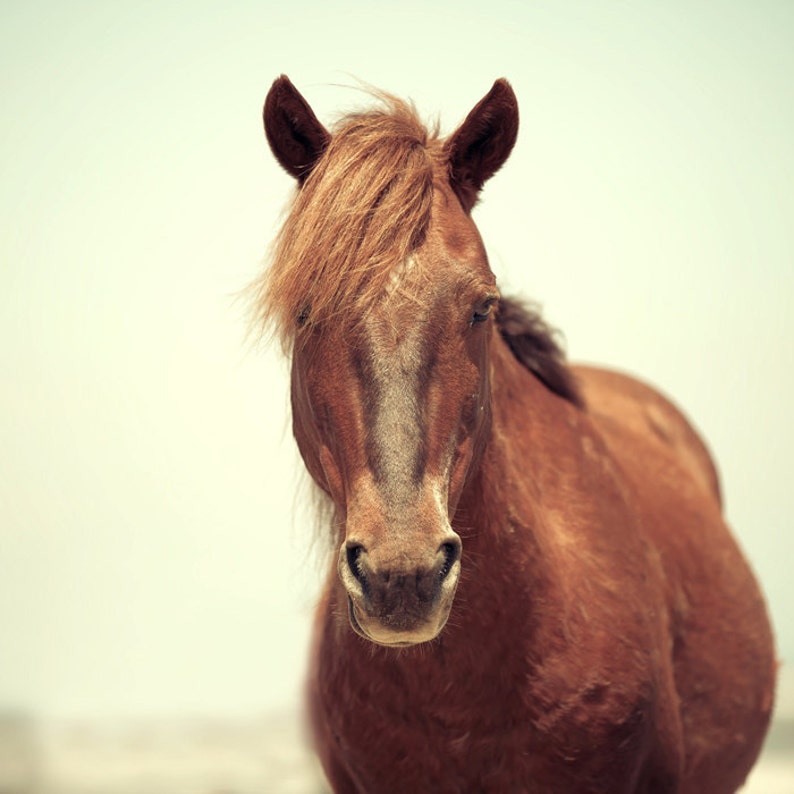 Horse Photography Horse Art Wild Horse Animal Photograph Etsy