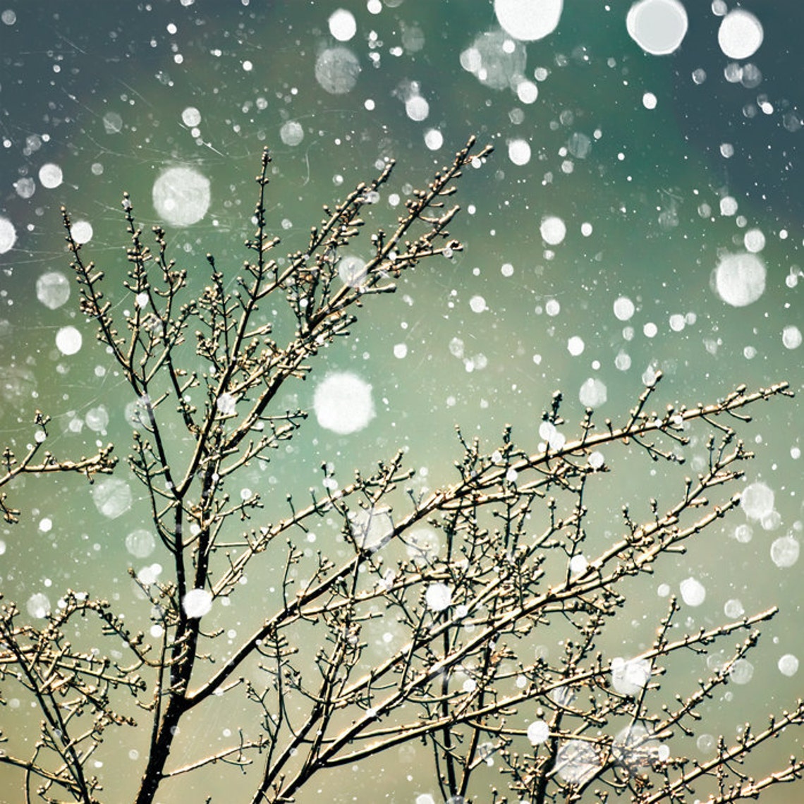 Falling Snow Woodland Forest Olive Green Aqua Tree Photograph Etsy