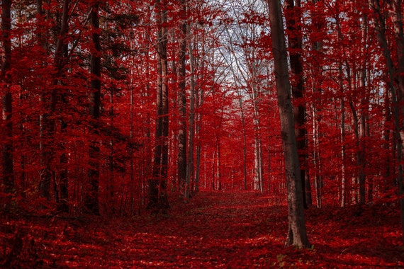 Maple Leaves Autumn Leaves Red Leaves Red Forest Blood Red Etsy Maple Leaves Autumn Leaves Red Leaves Red Forest Blood Red Etsy