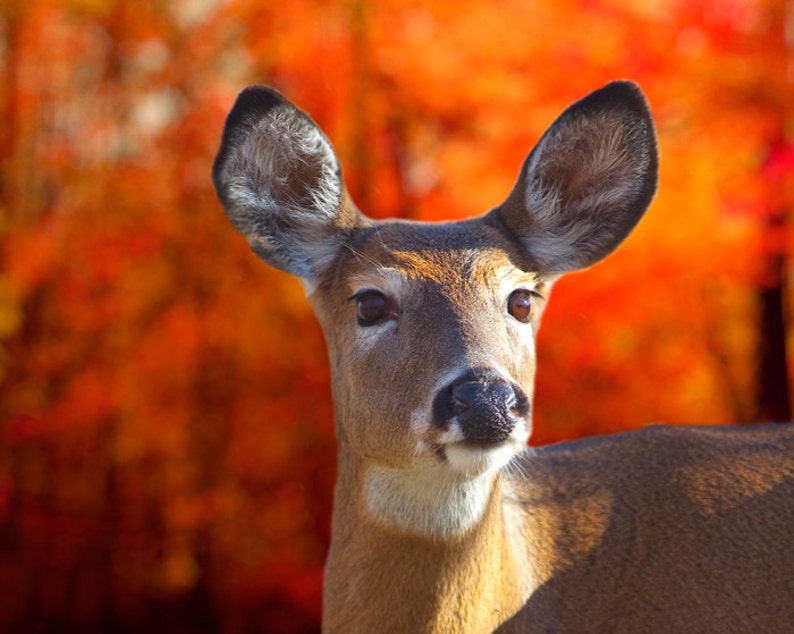 Deer B//W Autumn Forest Animals Rear Window Decal Sticker Pick-up Truck SUV Car