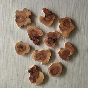 10 Olive Wood Slices: Natural DIY Epoxy Resin Art