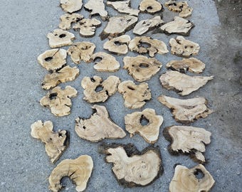 May include: A collection of numerous light brown wood slices with natural bark edges, irregular shapes, and visible grain patterns. Many pieces feature central holes or knots, displaying varied textures and organic forms arranged in a grid.