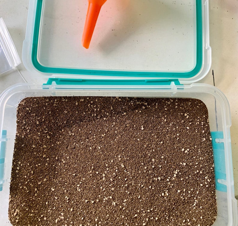 May include: A clear plastic container with a teal lid filled with brown and white soil. The container is open and the soil is visible.