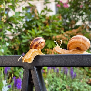 Op de afbeelding: Twee tuinslakken met lichtbruine, doorschijnende lichamen en spiraalvormige, licht- en donkerbruin gestreepte huisjes bevinden zich op een zwarte metalen reling. De slakken hebben hun tentakels uitgestrekt en bewegen zich over de stang.
