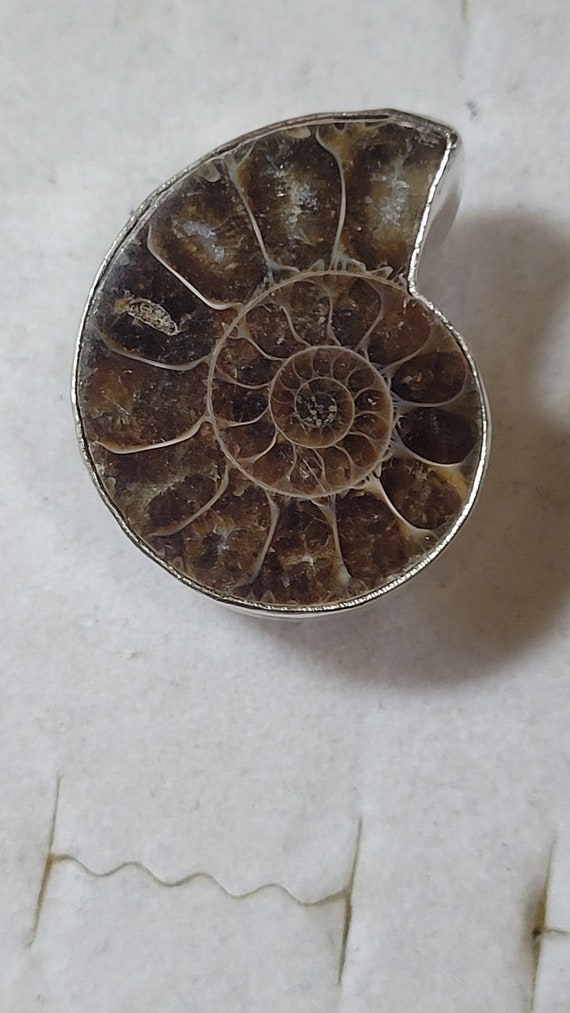 Huge Size 9 Fossil Nautilus Ammolite Sterling Silv