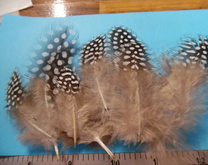 Novelty Feathers~Black and White~2"-4.5"~9 Pieces~Great For Doll Hats