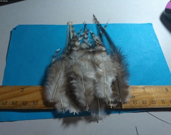 Pheasant Feather Assortment~Black/Brown Combo~15 PC's~Doll Hats!
