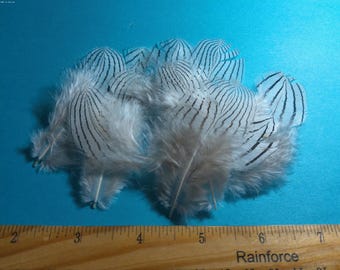 Feathers~Black and White~2.5"-3"~10 PC's~Doll Hats!