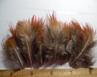 Flame Tipped Feathers~1.5"-3.5"~15 PC's~Doll Hats!