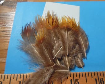 Golden Tipped Feathers~1.5"-3.5"~15 PC's~Doll Hats!