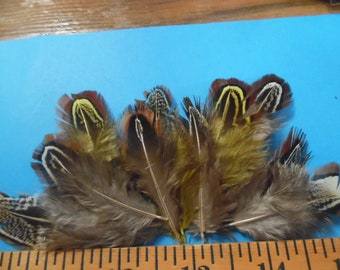 Pheasant Feather Assortment~Natural Colors~10 PC's~Doll Hats!