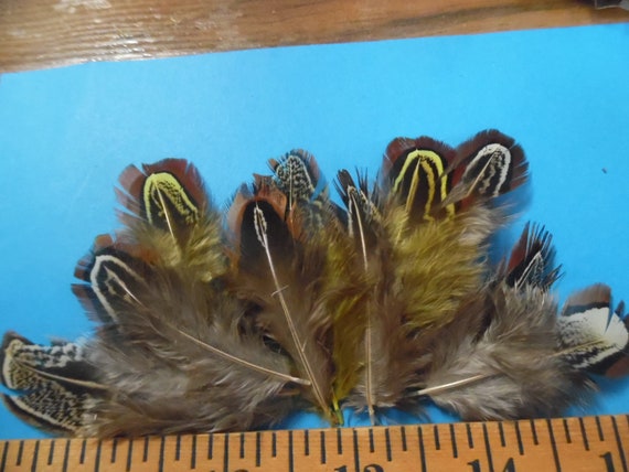 Pheasant Feather Assortment~Natural Colors~10 PC's~Doll Hats!