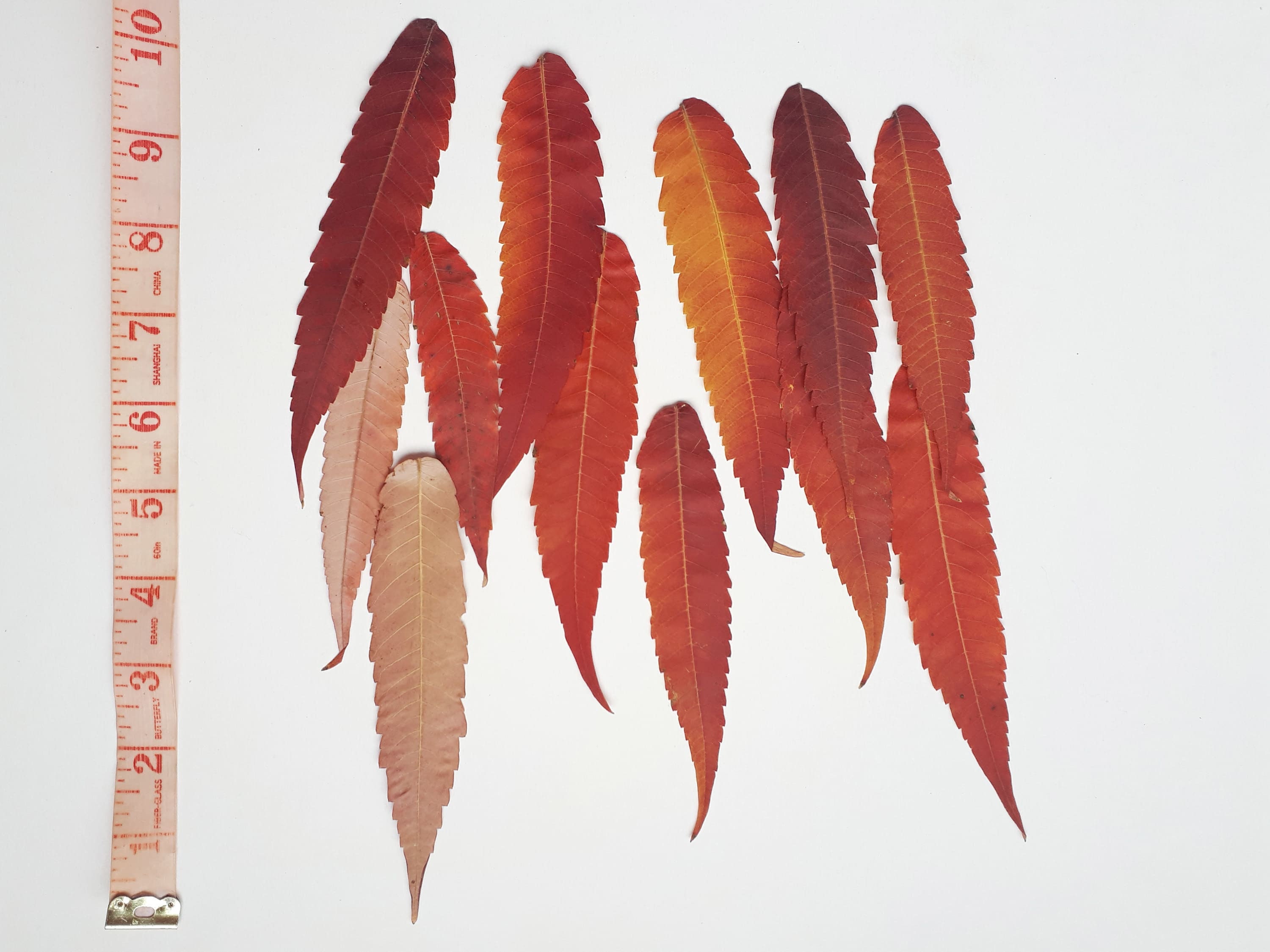Real Fall Sumac Leaves Pressed Leaves Dried Leaves Natural Etsy