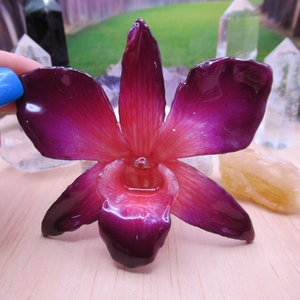 Real Orchid Flower Necklace - Fuchsia/Purple/Red. This is a REAL Orchid flower which has been preserved in resin making a unique necklace