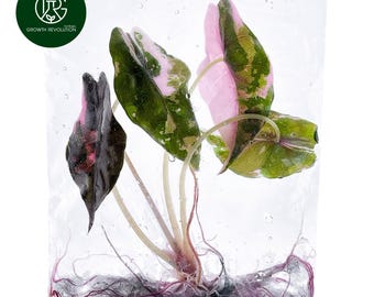 5 アロカシア シャントリエリ ピンク 斑入り 球根 珍しい 屋内 屋外