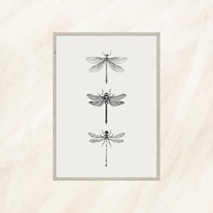 Vintage Dragonfly Sketch | Printable Insect Wall Art | Antique Entomology Print | Digital A4 Download | Rustic Cottagecore Decor