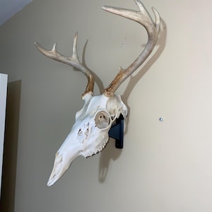 Deer Skull Hanger - USA Made - European Mount - Fits Most Deer Skulls
