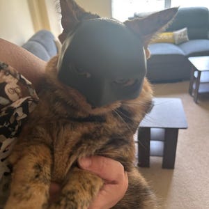 BatCat Mask - 3D Printed Bat Mask for Cats