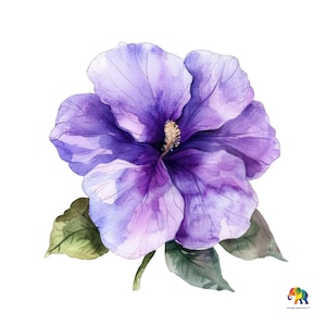 Acuarela violeta, mes de nacimiento de febrero, clip art, 12 x 12 pulgadas PNG, 300 DPI, elegante diseño floral primaveral, suministros para manualidades