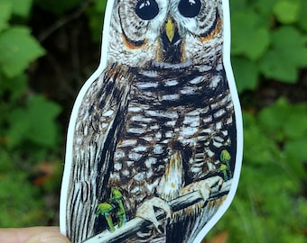 Spotted Owl Vinyl Sticker
