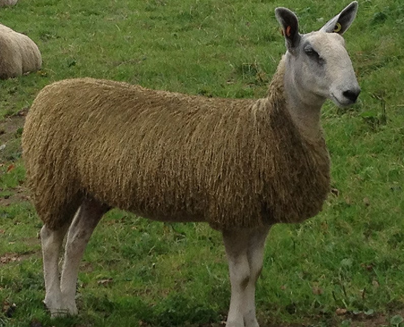 Blue Faced Leicester Top (Natural White)