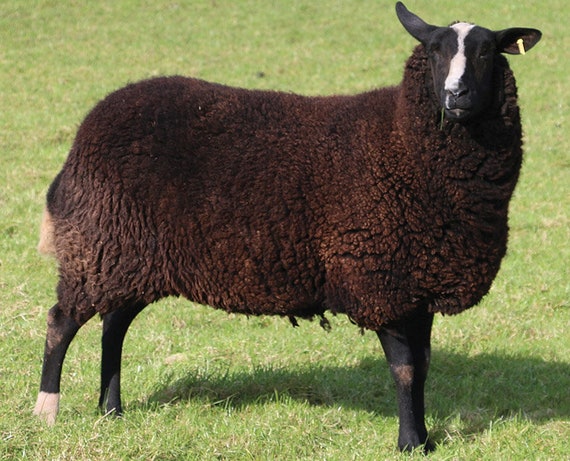 Heritage Breed 100 grams Black Jacob Wool Combed Top