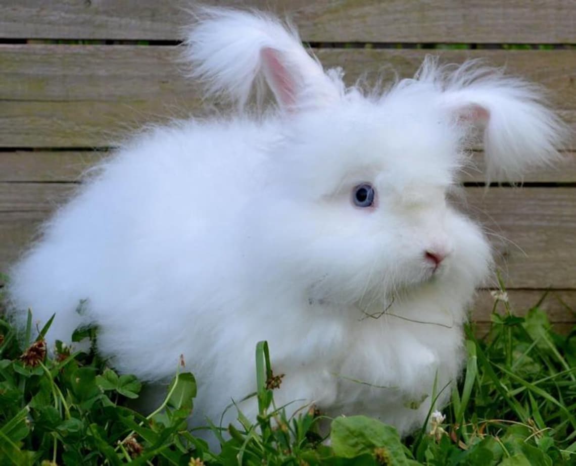 Wool Roving A Rabbit Angora Rabbit Top 100g Wool Roving Spinning Fibre Felting Bunny White ...