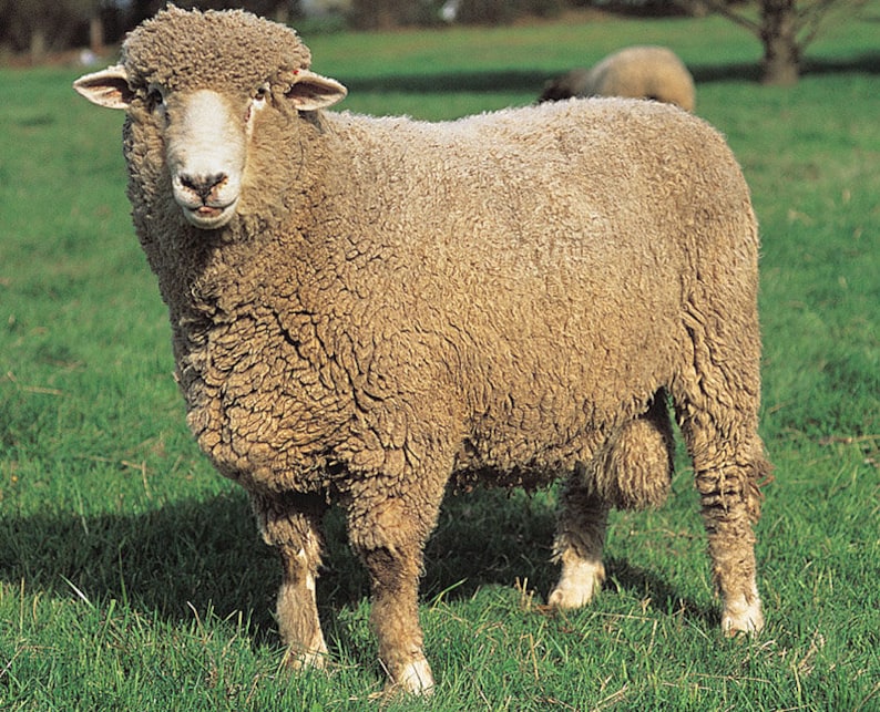 Conifer Corriedale Combed Top Heritage Breed 100 grams