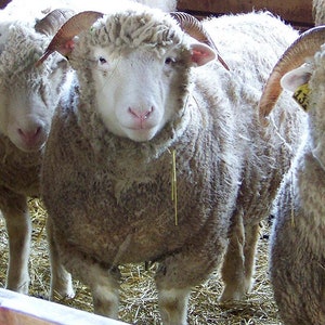 Dorset Horn Yarn
